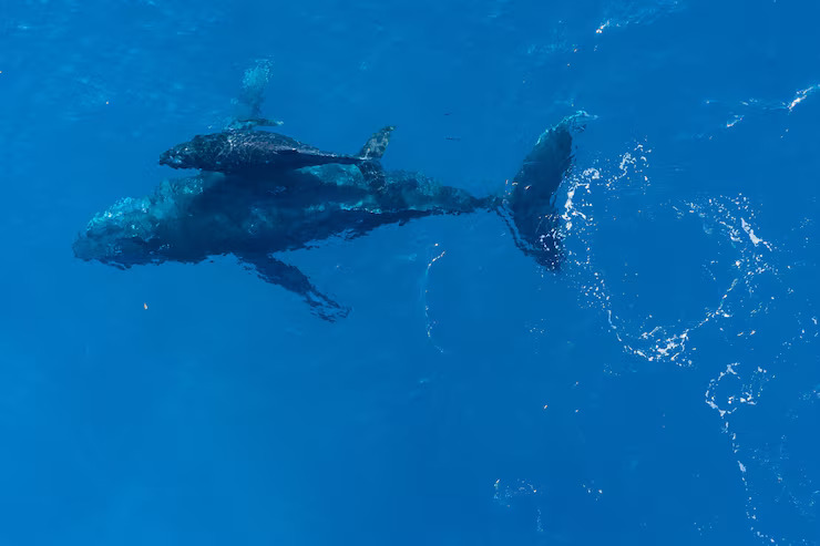 A whale swimming with its young calf
