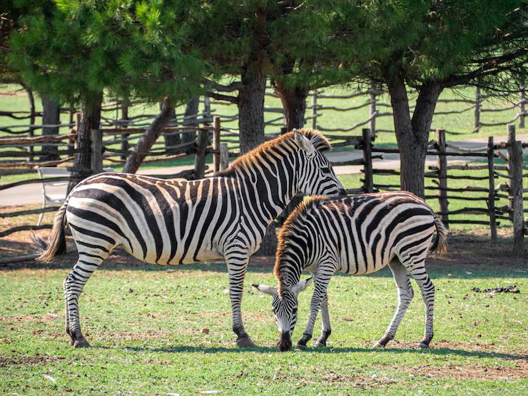 Zebra and foal – learn animals and their babies names